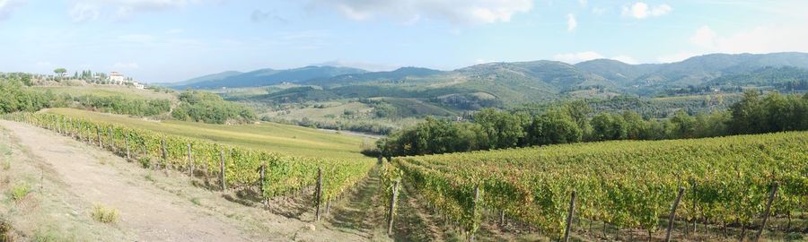 Scenic view of agricultural field against sky