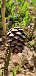 Close-up of mushroom growing on field