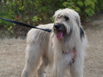 Close-up of dog standing on field