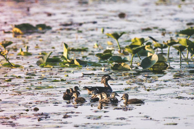 Ducks and ducklings swimming in lake