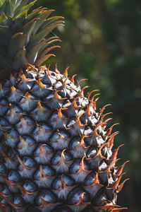 Close-up of leaf