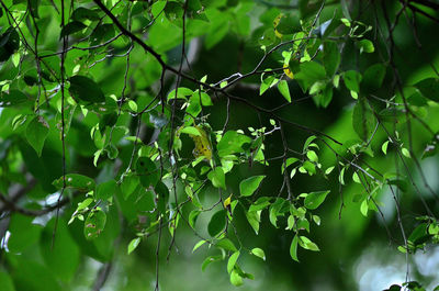 Close-up of fresh green leaves