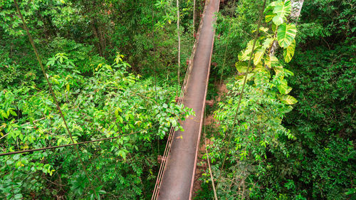 Walkway amidst trees in forest