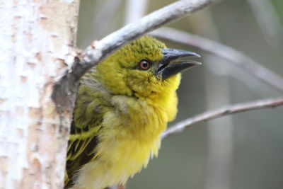 Close-up of bird perching on tree