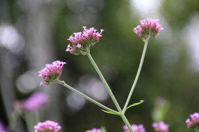 Close-up of pink flowering plant