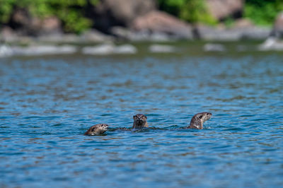 Ducks swimming in lake