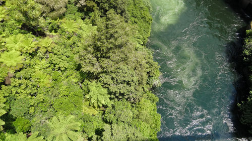 High angle view of plants and trees in water