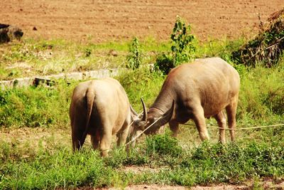 Horses grazing on field