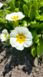 Close-up of yellow flowers blooming outdoors