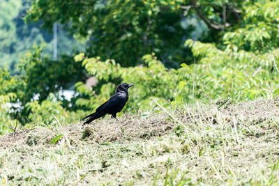 Bird perching on grass