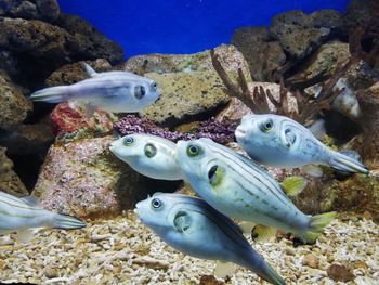 View of fishes swimming in sea