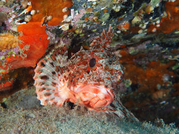 Close-up of fish swimming in sea