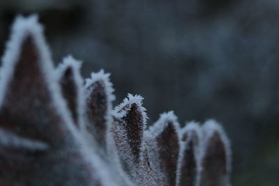 Close-up of frozen plant