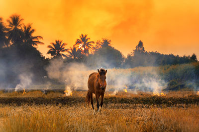 Farmers burn rice fields in rice causing pm2.5 dust. the farmers burning rice stubble in the field.