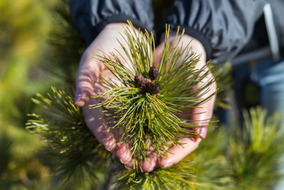 Close-up of human hand holding pine tree