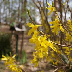 Close-up of yellow flowers