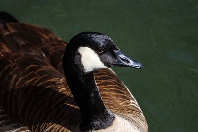 Close-up of goose swimming in lake