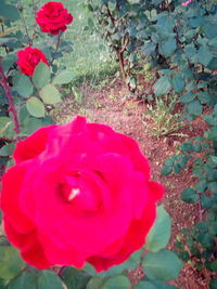 High angle view of rose flower