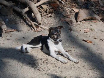High angle portrait of puppy relaxing on field