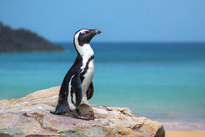 Close-up of bird perching on rock by sea