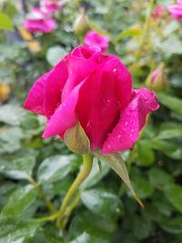 Close-up of wet pink rose