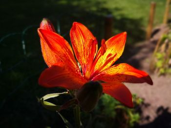 Close-up of orange lily