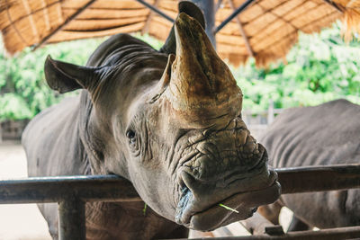 Close-up of a horse in zoo