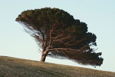 Tree against clear sky