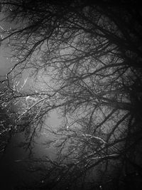 Bare trees against sky