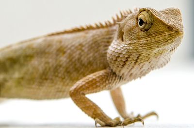 Close-up of a lizard