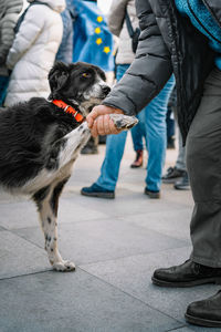 Dog and pet owner shaking paws