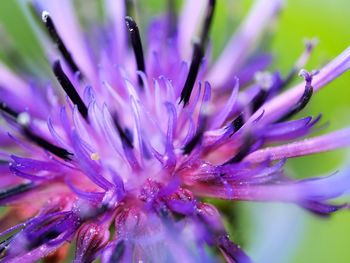 Macro shot of purple flower