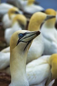 Close-up of bird