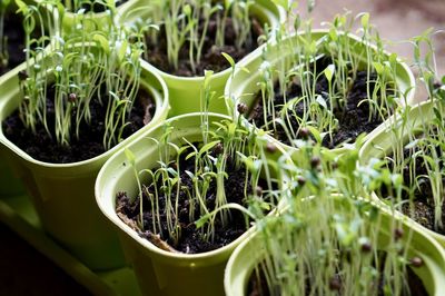 High angle view of succulent plants in potted plant