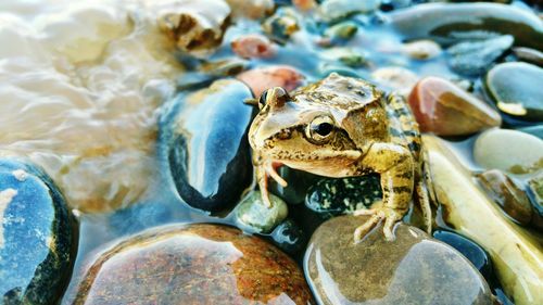 Close-up of frog on rocks