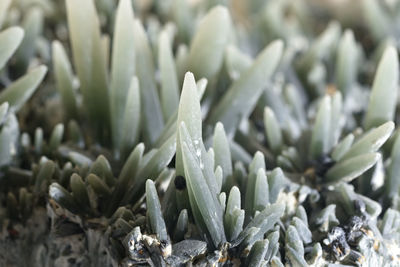 Prasem gem in green tint, close up. minerals,