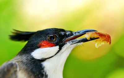 Close-up of a bird