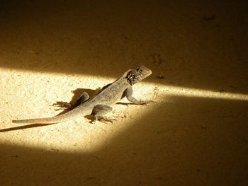 Close-up of lizard on sand