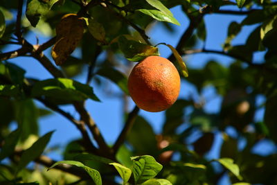 Low angle view of lemon on tree