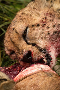 Close-up of a cat on field