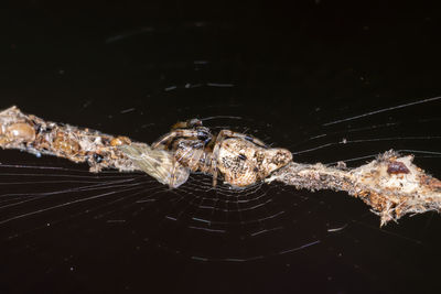 Close-up of spider on web