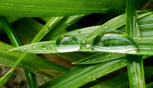 Close-up of raindrops on green leaves