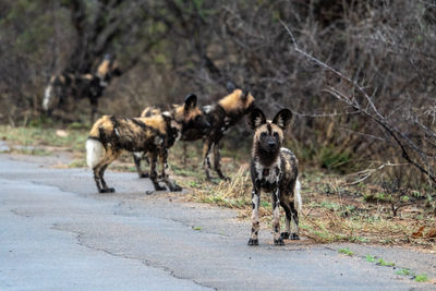 Wild dogs on road  kruger national park