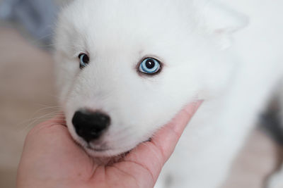 Woman's hand stroking her white laika dog. puppy with blue eyes looking at camera. 