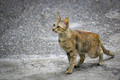 Close-up of a cat staring with attitude, preparing to jump.