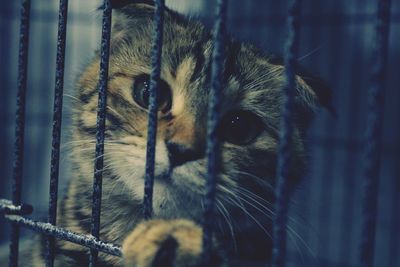 Close-up portrait of a cat in cage