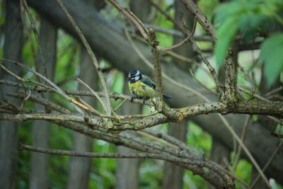 Close-up of bird perching on branch