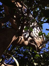 Low angle view of dead plants on tree