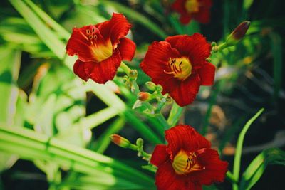 Close-up of red flower