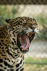 Close-up of a cat